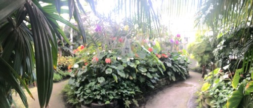 In Honolulu Foster Botanical Gardens Simpson S Paradox